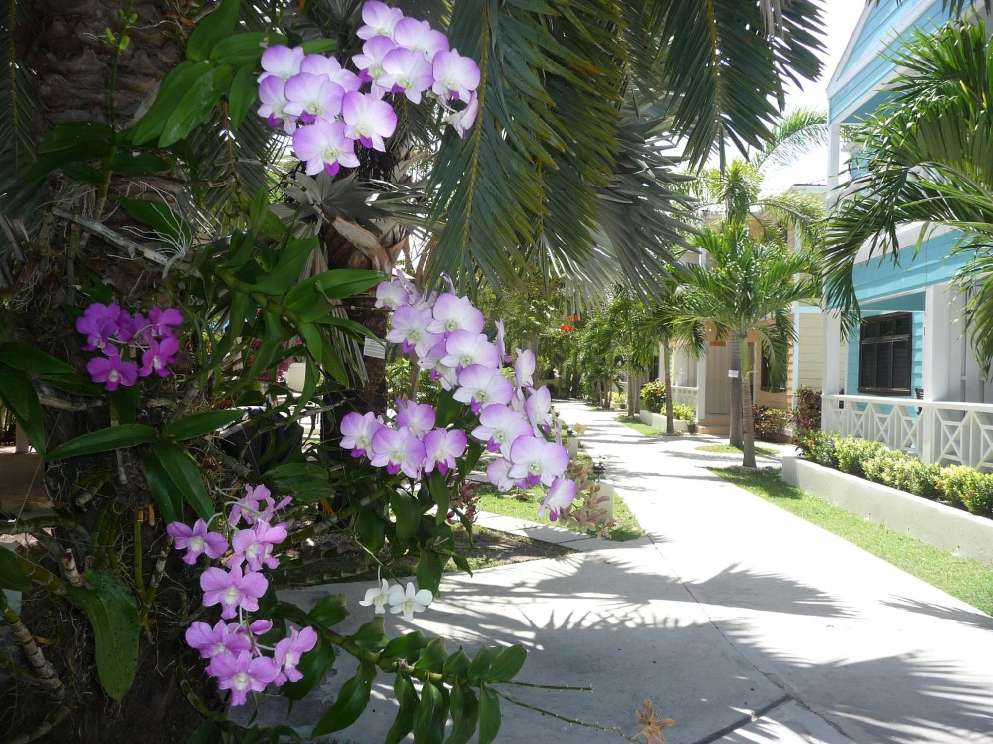 Buccaneer Beach Club Dickenson Bay Εξωτερικό φωτογραφία